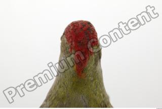 Green Woodpecker - Picus viridis 0012